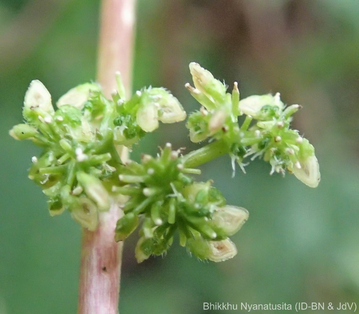 Laportea interrupta (L.) Chew